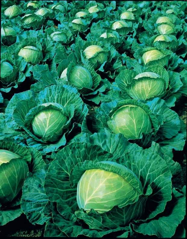 Cabbage Production in Kenya